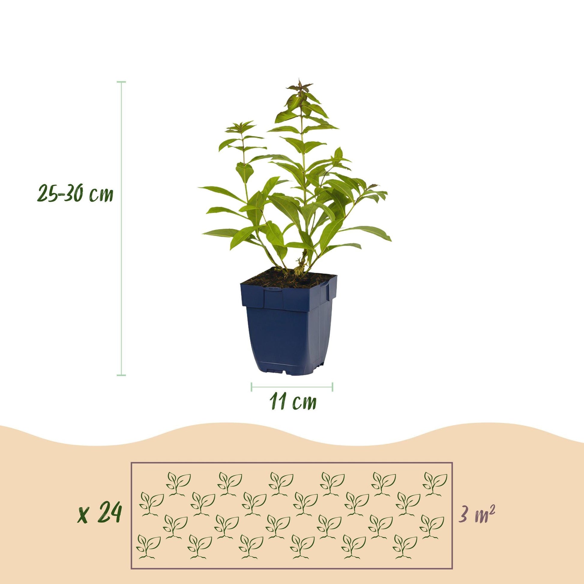 Staudenset – Duftende Blumen – 24 Stauden Ø11cm – Für ca. 3 m² – Bienenfreundlich & pflegeleicht – Verschiedene Farben & Blütezeiten – Ideal für sonnige Beete 