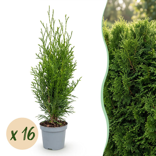 Lebensbaum 'Smaragd' – Thuja occidentalis 'Smaragd' – 16 Heckenpflanzen – Topf Ø9cm – Höhe 20-30cm – Winterhart & immergrün
