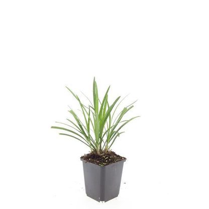 Liriope muscari 'Ingwersen' – 48 Pflanzen – Immergrüner Bodendecker – Ø9cm – ↕10–25cm – Violette Blütenrispen – Für Sonne & Schatten – Winterhart & pflegeleicht 
