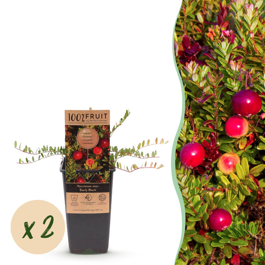 Green boutiQ - Fruit Plant - Vaccinium mac. Early Black - Cranberry - Winter Hardy - Blueberry - 2 Plants - Pot 15cm - Height 50cm 