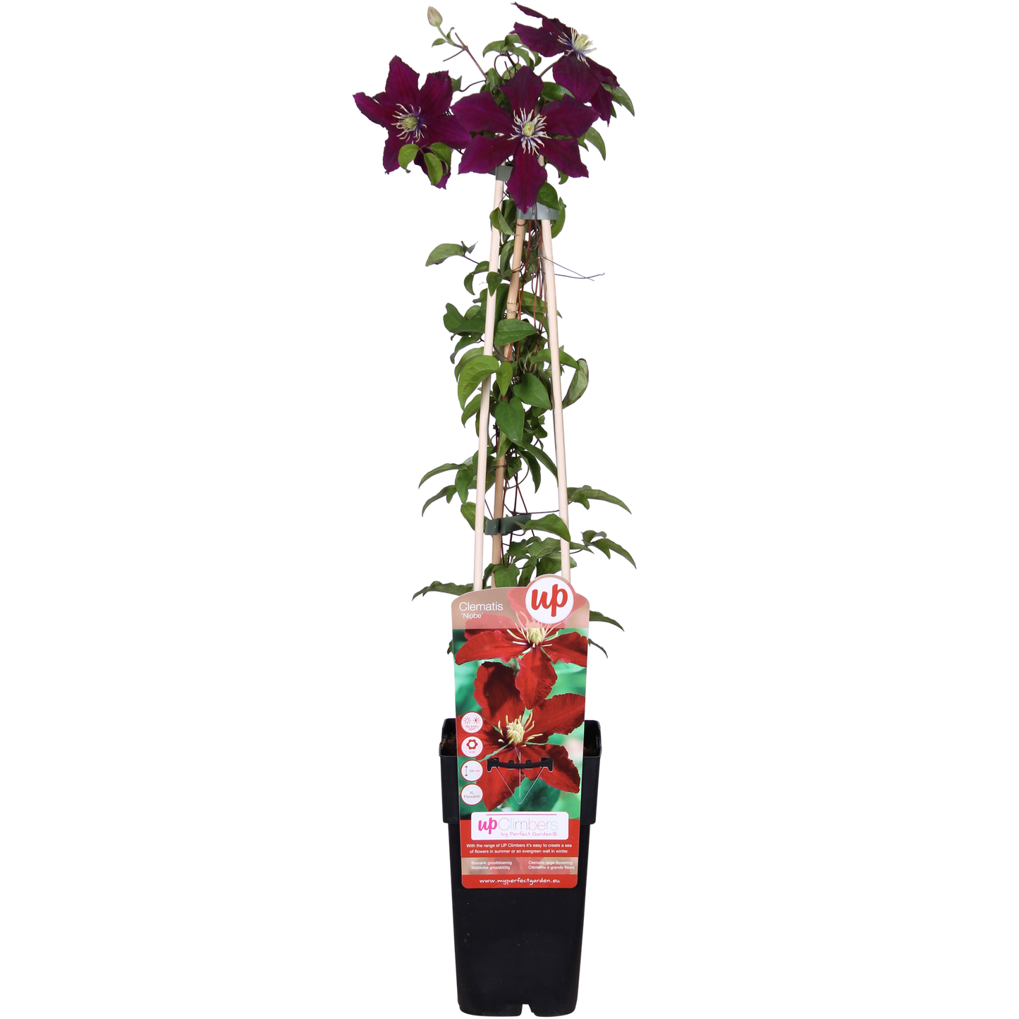Clematis Niobe – Rote Blüten – Kletterpflanze – Ca. 65 cm hoch – Ø15 cm – Reichblühend & winterhart – Für Spalier, Zaun & Kübel 