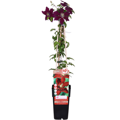 Clematis Niobe – Rote Blüten – Kletterpflanze – Ca. 65 cm hoch – Ø15 cm – Reichblühend & winterhart – Für Spalier, Zaun & Kübel 
