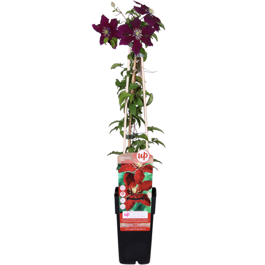 Clematis Niobe – Rote Blüten – Kletterpflanze – Ca. 65 cm hoch – Ø15 cm – Reichblühend & winterhart – Für Spalier, Zaun & Kübel 