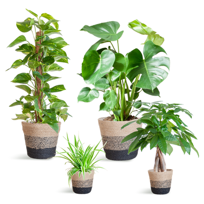 Pflegeleichter Pflanzkasten + Korb Lissabon schwarz – Ø12cm – 4 Zimmerpflanzen – Easy Plant Box – Nachhaltiger Jutekorb 