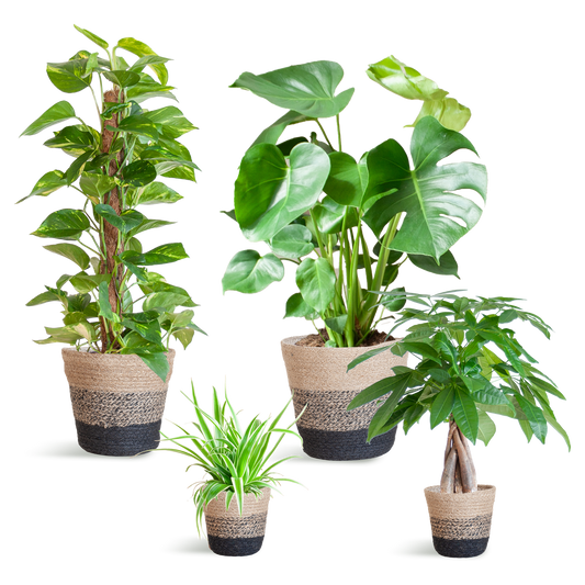 Pflegeleichter Pflanzkasten + Korb Lissabon schwarz – Ø12cm – 4 Zimmerpflanzen – Easy Plant Box – Nachhaltiger Jutekorb 