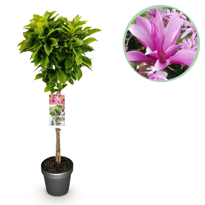 GreenboutiQ - Stamm-Pflanze - Magnolia Susan - Terrassenpflanze - Laubabwerfend - Winterhart - Rosa Blüte - Topf 19cm Höhe 90cm 