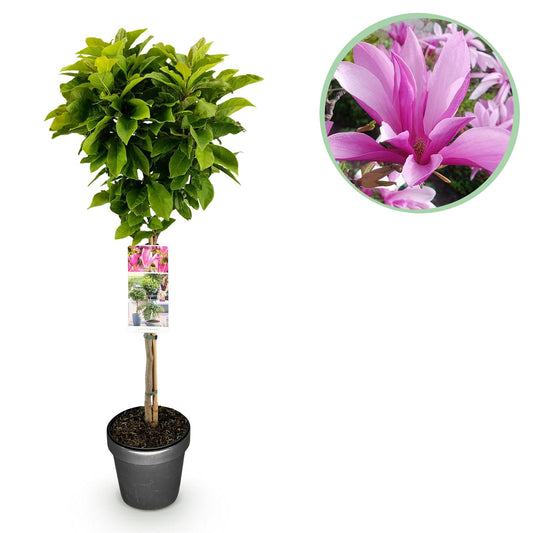 GreenboutiQ - Stamm-Pflanze - Magnolia Susan - Terrassenpflanze - Laubabwerfend - Winterhart - Rosa Blüte - Topf 19cm Höhe 90cm 
