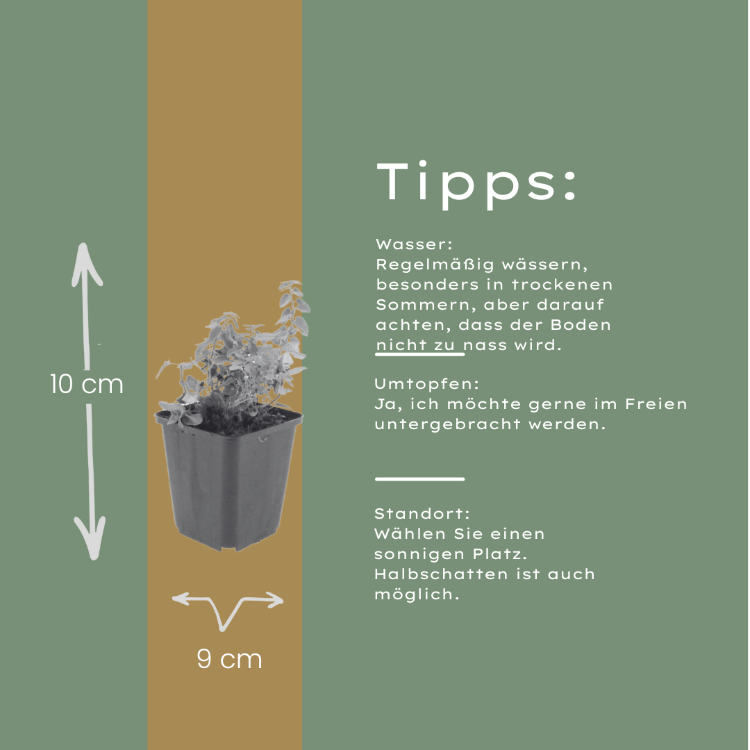 Nepeta faassenii Katzenminze – 6 Pflanzen – Ø9cm – Höhe 10-25cm – Lavendelblaue Blüten – Winterharte Staude – Für Beet, Rabatte & Bienenweide