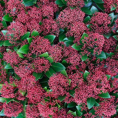 Skimmia Rubella 3er Set – Immergrüne Ziersträucher Ø10,5cm ↨20–25cm – Winterharte Garten- & Kübelpflanzen mit tiefroten Knospen – Für Balkon, Terrasse & Halbschatten 