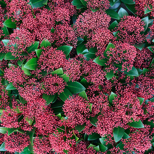 Skimmia Rubella 3er Set – Immergrüne Ziersträucher Ø10,5cm ↨20–25cm – Winterharte Garten- & Kübelpflanzen mit tiefroten Knospen – Für Balkon, Terrasse & Halbschatten 