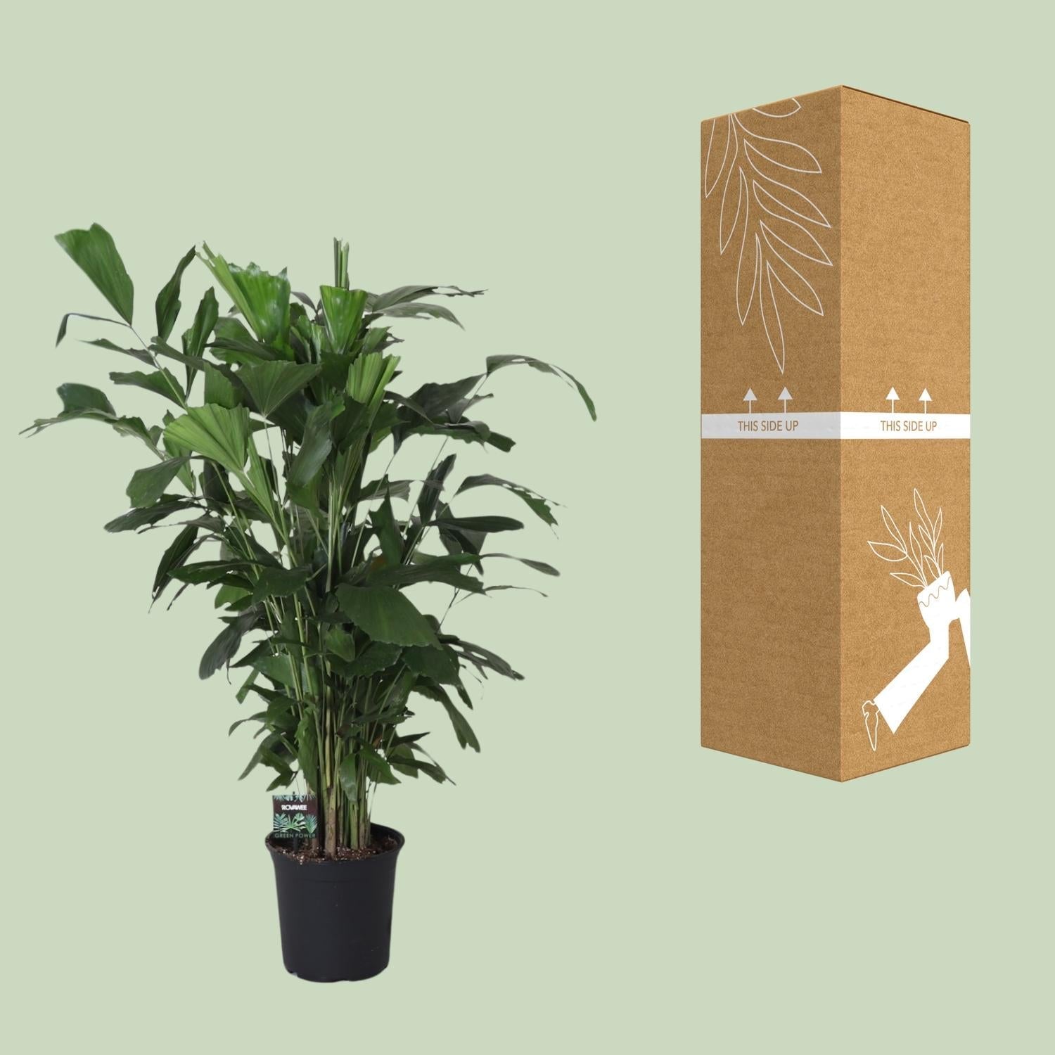 Fishtail-Palme Caryota Mitis – Zimmer- & Terrassenpflanze – Ø24 cm Topf – Ca. 120 cm hoch – Tropische & pflegeleichte Palmenpflanze mit fischförmigem Blattwerk – Für Halbschatten 
