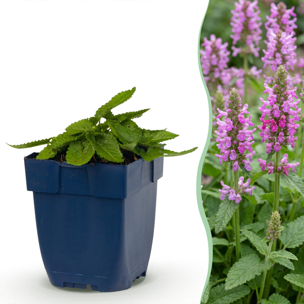 Ziest 'Ukkie' – Stachys officinalis 'Ukkie' – 6 Pflanzen – Topf Ø11cm – Bienenfreundliche Staude für Garten & Balkon