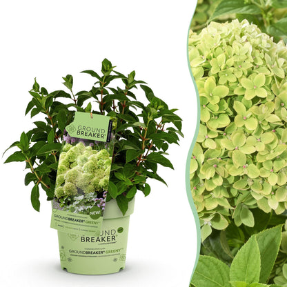 Green boutiQ - Gartenpflanze - Hydrangea panniculata Groundbreaker Greeny - Rispenhortensie - Winterhart - Creme - 1 Pflanze - Topf 14cm - Höhe 20-25cm 