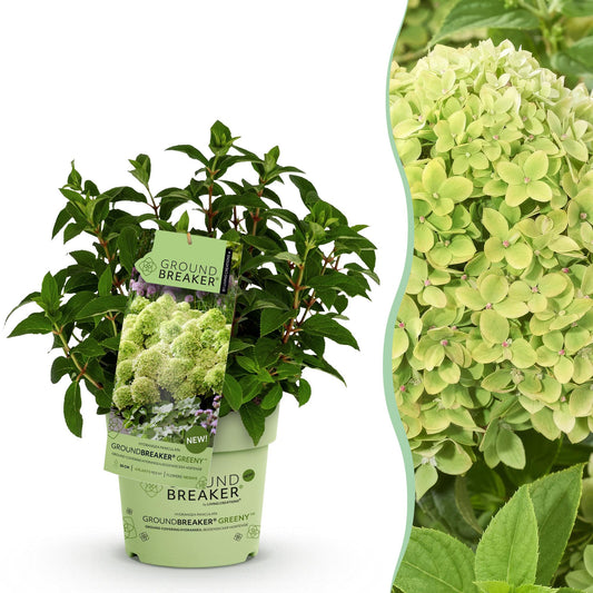 Green boutiQ - Gartenpflanze - Hydrangea panniculata Groundbreaker Greeny - Rispenhortensie - Winterhart - Creme - 1 Pflanze - Topf 14cm - Höhe 20-25cm 