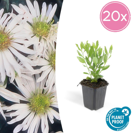 Wildaster – Aster ageratoides 'Ashvi' – ↕10-25cm – Ø9cm – 20 Pflanzen – Weiße Blüten von August bis Herbst – Robuste Staude für Beete & Rabatten