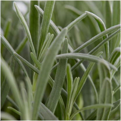 Echter Lavendel - Lavender angustifolia - Ø7 cm - ↕15 cm - 24 Stück