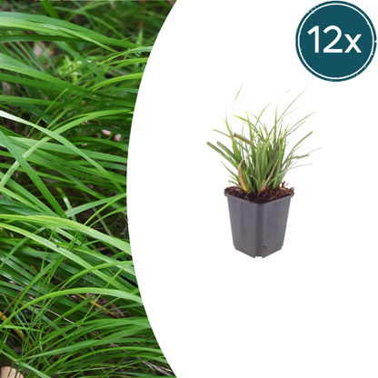 Japan-Segge Carex morrowii – 12 Pflanzen – Immergrünes Ziergras für Schatten & Halbschatten – Bodendecker für Beet & Garten – 10-25cm – Ø9cm – Winterhart & pflegeleicht