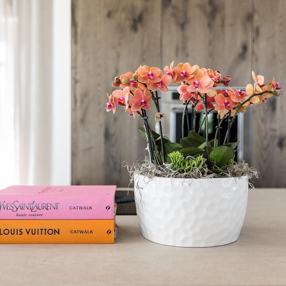 Kolibri Orchids | orangefarbenes Pflanzenset in Honigschale inkl. Wasserreservoir | drei orangefarbene Orchideen Bozen 9cm und drei Grünpflanzen | Dschungelstrauß orange mit autarkem Wasserreservoir 