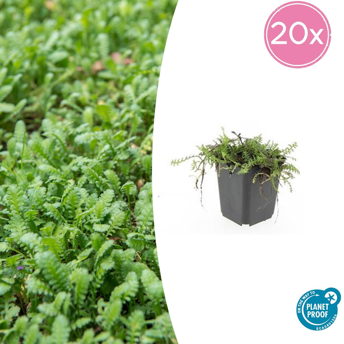Fiederpolster Leptinella squalida – ↕10-25cm – Ø9cm – 20 Pflanzen – Immergrüner Bodendecker für Schatten & Steingärten