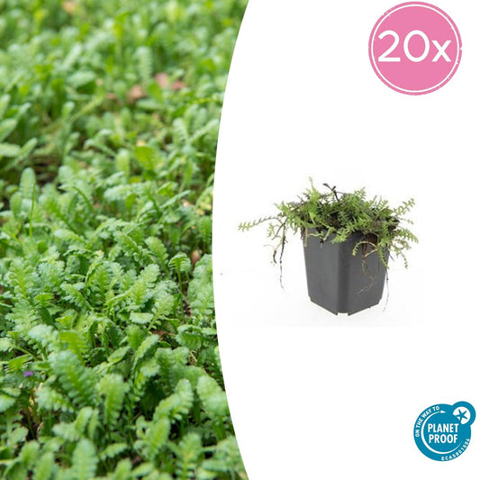 Fiederpolster Leptinella squalida – ↕10-25cm – Ø9cm – 20 Pflanzen – Immergrüner Bodendecker für Schatten & Steingärten