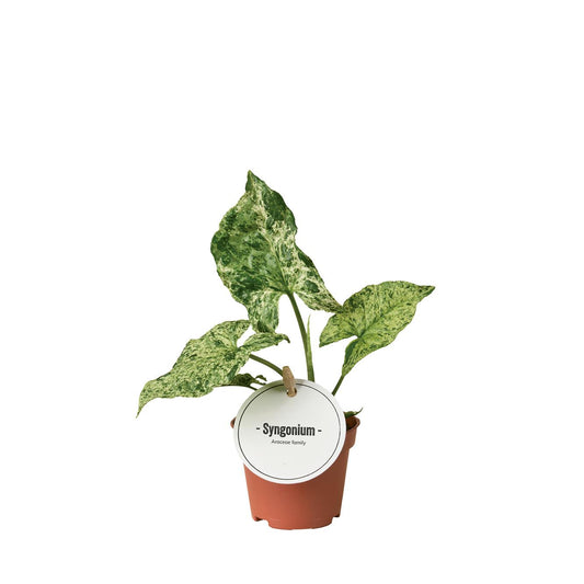 Purpurtute - Syngonium Mottled - Zimmerpflanze - Ø6cm - ↕15cm