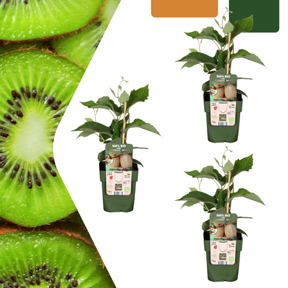 Bio Kiwi - Actinidia deliciosa - Ø13cm - ↨20cm - 3 Stück
