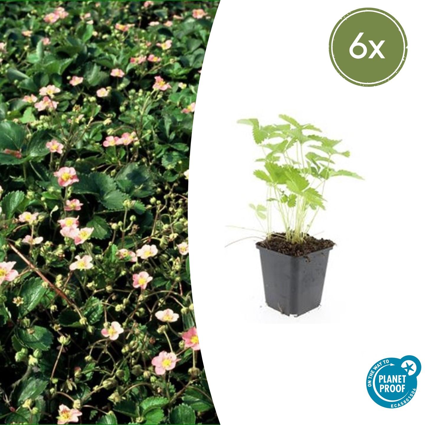 Wald-Erdbeere – Fragaria vesca – ↑10-25cm – Ø9cm – 6 Pflanzen – Bodendecker & Früchte, pflegeleicht, süße essbare Beeren