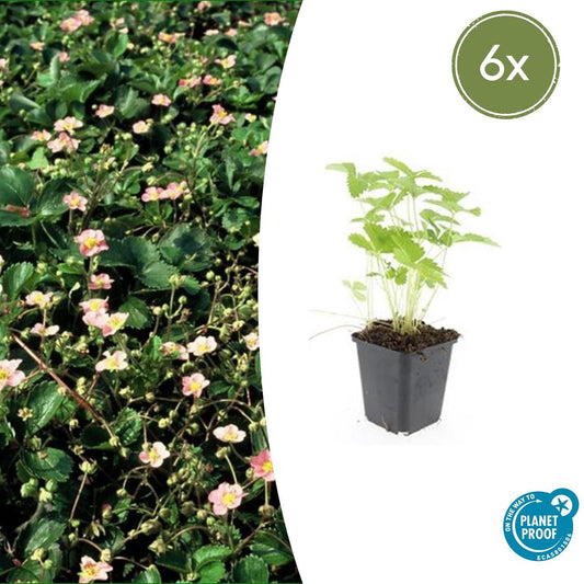 Wald-Erdbeere – Fragaria vesca – ↑10-25cm – Ø9cm – 6 Pflanzen – Bodendecker & Früchte, pflegeleicht, süße essbare Beeren