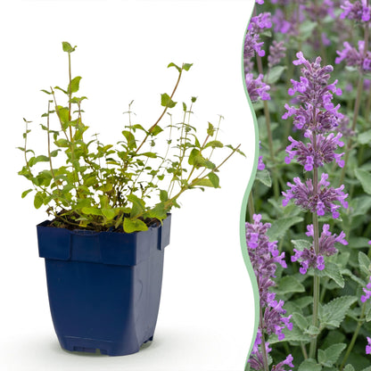 Katzenminze 'Grog' – Nepeta racemosa 'Grog' – Topf Ø11cm – Bienenfreundliche Staude für Garten & Balkon