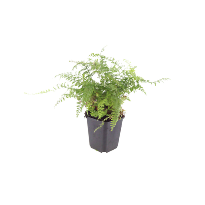 Polystichum setiferum Herrenhausen – 6 Pflanzen – Ø9cm – Höhe 10-25cm – Immergrüner Farn – Schattenpflanze für Beet & Gehölzunterpflanzung - Oasis of Life
