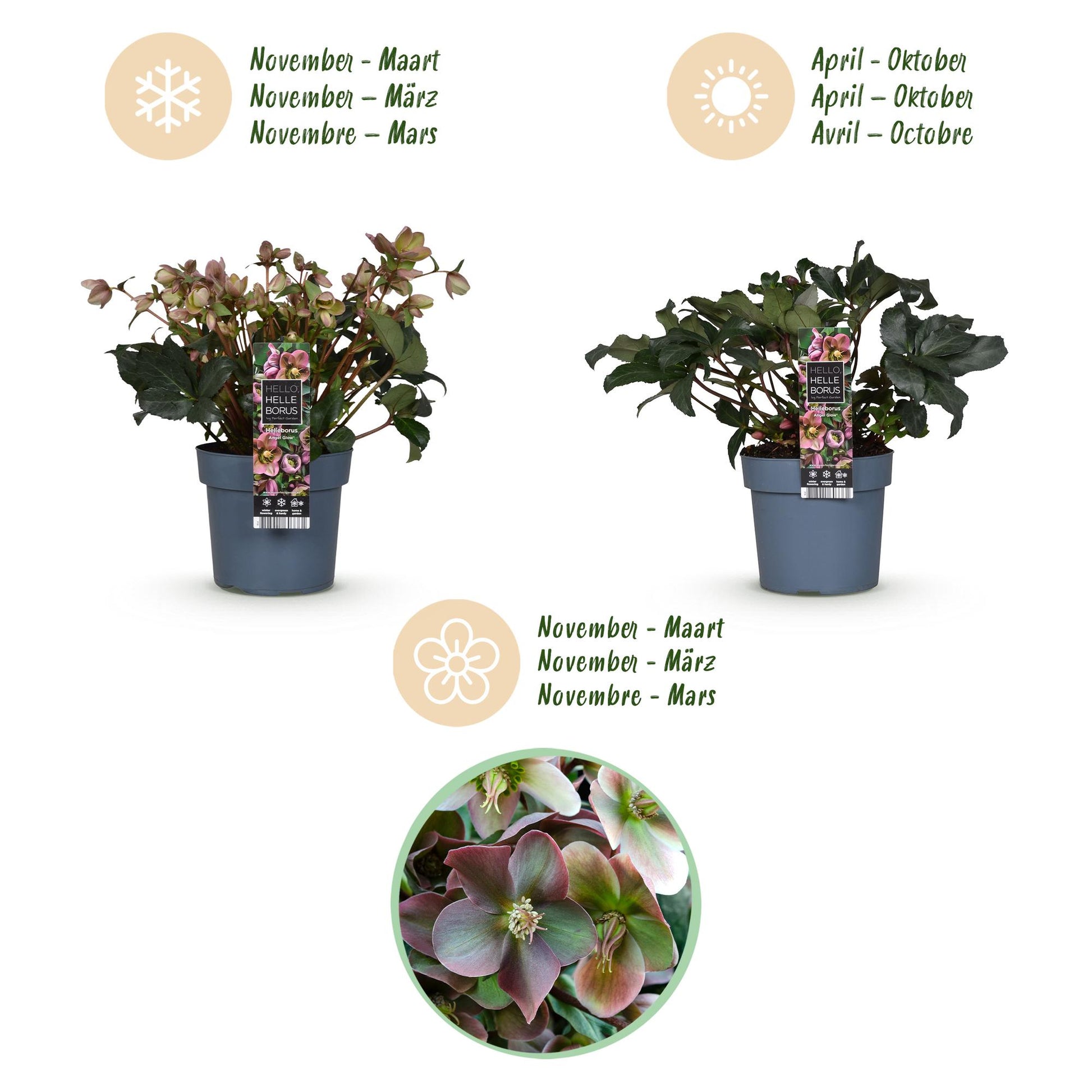GreenboutiQ - Gartenpflanze - Lenzrose - Helleborus Angels Glow - Rosa Blüte - Immergrün - Topf 19cm Höhe 50cm 