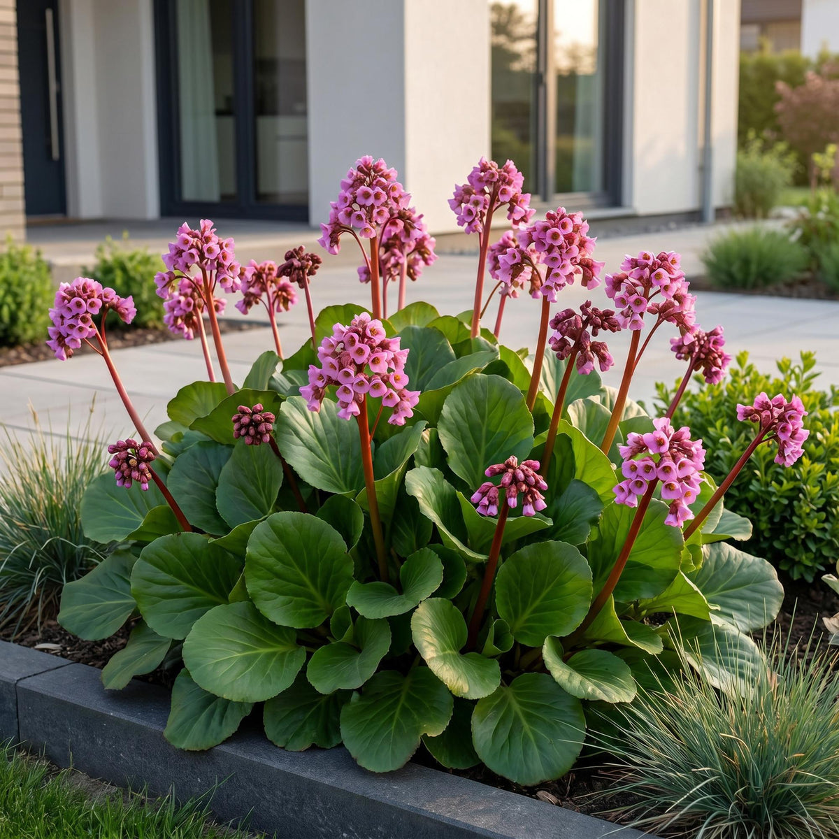 Bergenie – Bergenia cordifolia – 6 Pflanzen – Topf Ø11cm – Bienenfreundliche Staude für Garten & Balkon