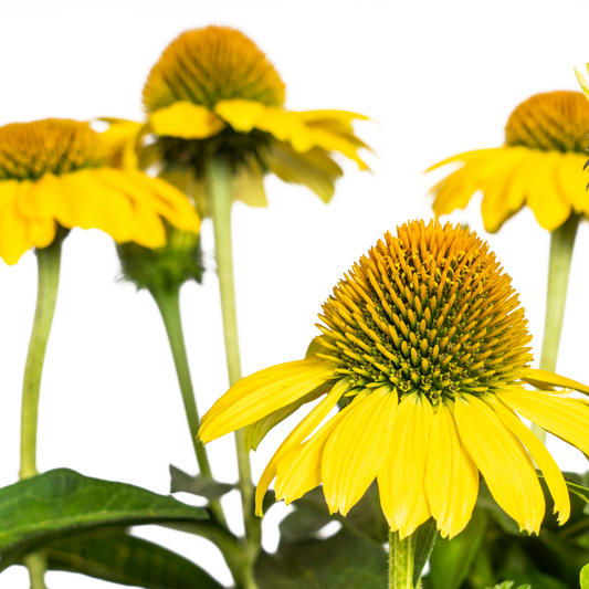 Echinacea purpurea Yellow – Gelber Sonnenhut – Ø 19 cm – Höhe 60–70 cm – Leuchtend gelbe Blüten – Für Beet & Staudenrabatte – Sonniger Standort – Pflegeleicht 
