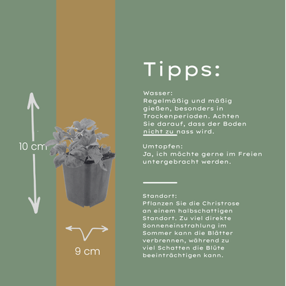 Helleborus orientalis Lenzrose – 24 Pflanzen – Ø9cm – Höhe 10-25cm – Winterharte Staude – Frühe Blüte – Für Schattenbeet & Unterpflanzung