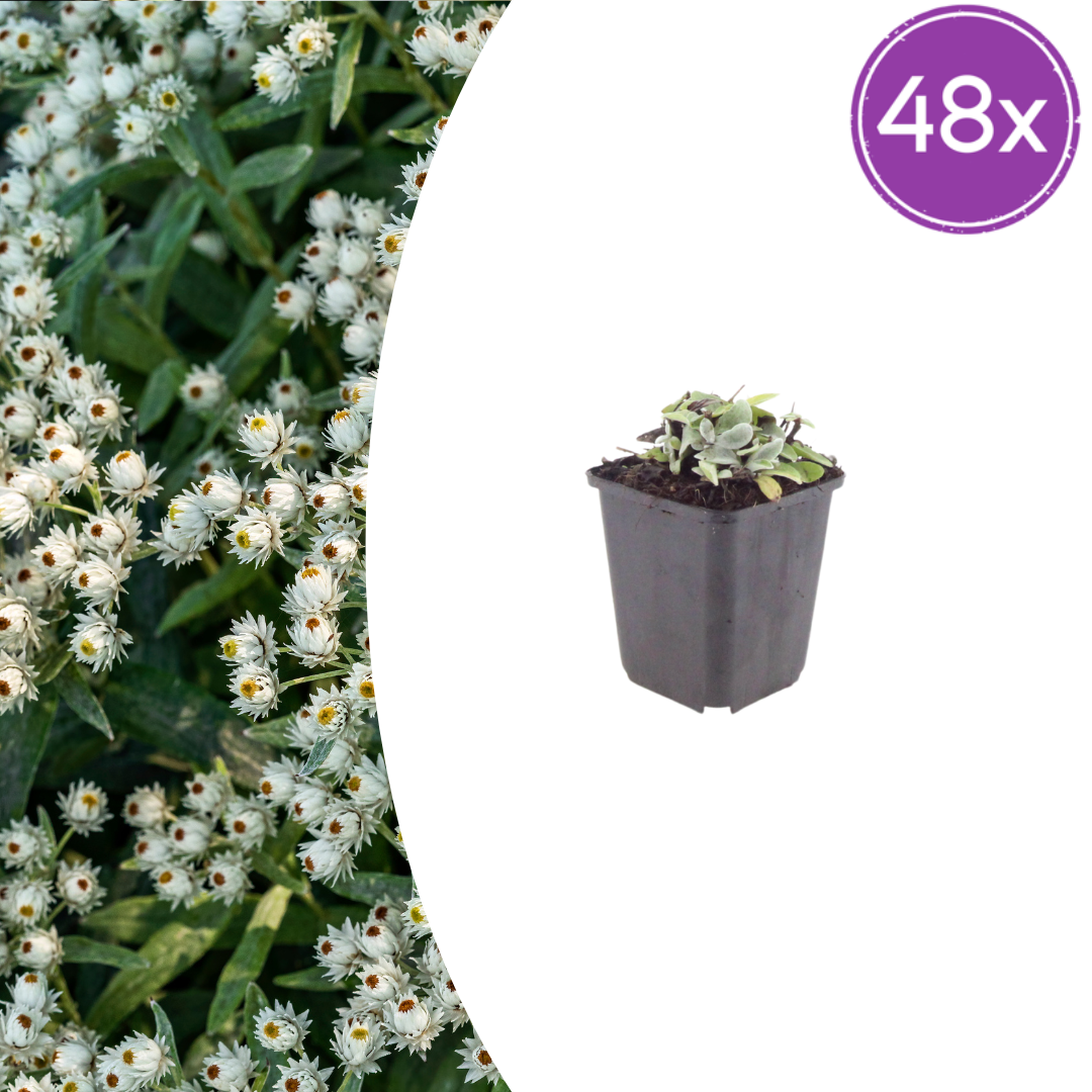Perlkörbchen Anaphalis triplinervis – 48 Pflanzen – Silberlaub Staude für sonnige Beete & Steingarten – Insektenfreundlich & trockenheitsverträglich – 10-25cm – Ø9cm