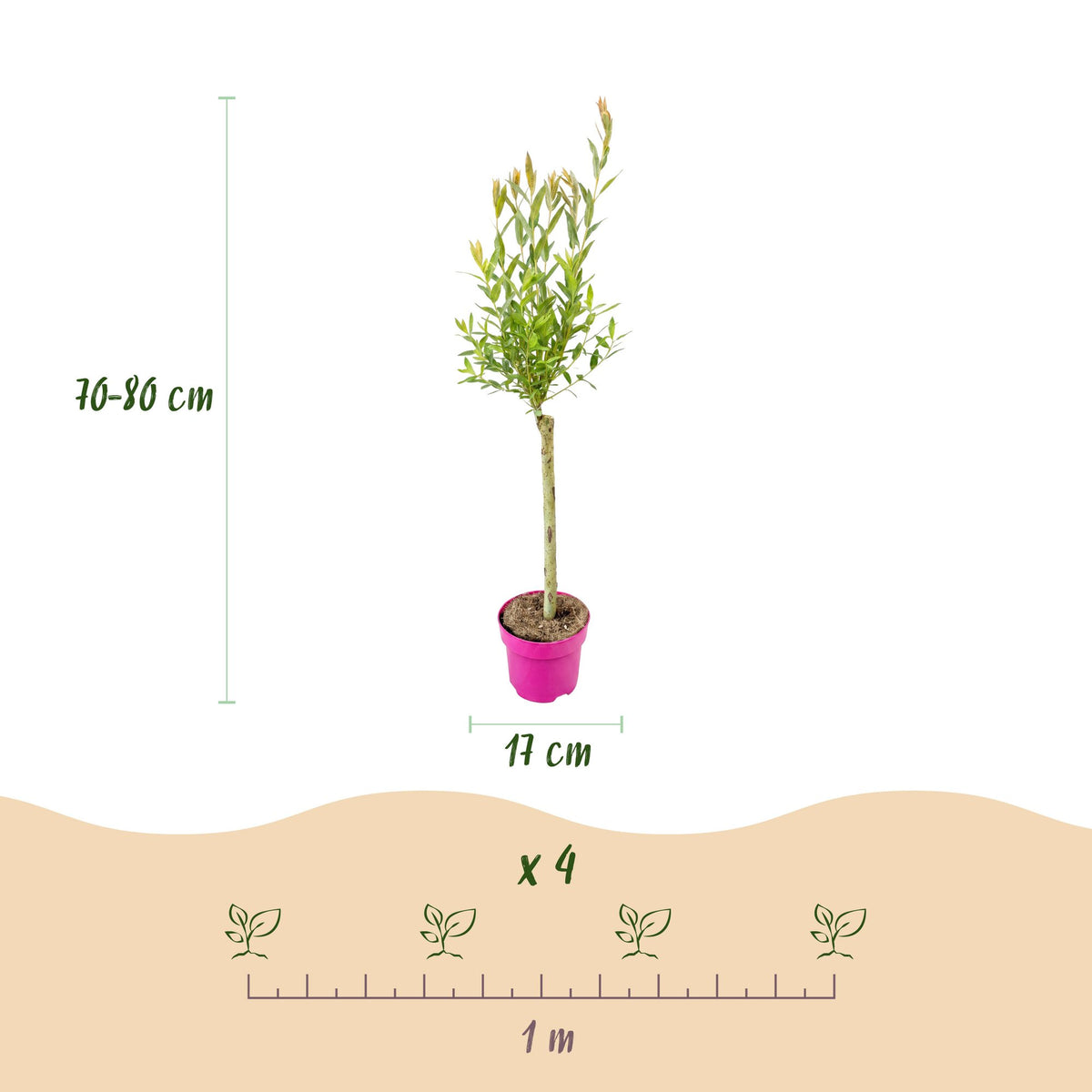 Flamingo-Weide – Salix 'Flamingo' – Topf Ø17cm – Höhe 70-80cm