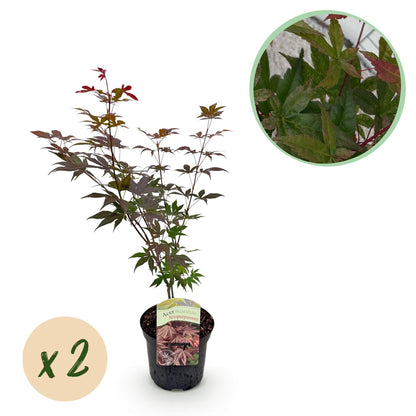 Japanischer Ahorn – Acer palmatum 'Atropurpureum' – 2 Pflanzen – ca. 70 cm hoch – Topf Ø19 cm – tief lila Blätter – Balkon- & Gartenpflanze 
