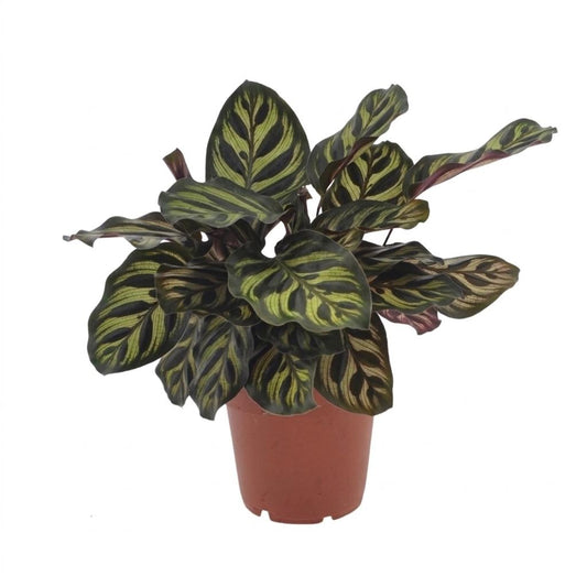 Pfauenpflanze – Calathea makoyana – Topf Ø12cm – Höhe 25cm – Dekorative Zimmerpflanze – Ansicht 2