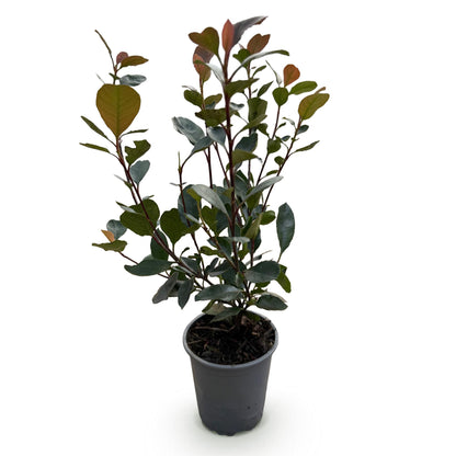 GreenboutiQ - Heckenpflanzen - Photinia Little Red Robin - Blatt Rot - 8 Pflanzen - 1 Laufmeter - Immergrün - Topf 9cm Höhe 30-35cm 
