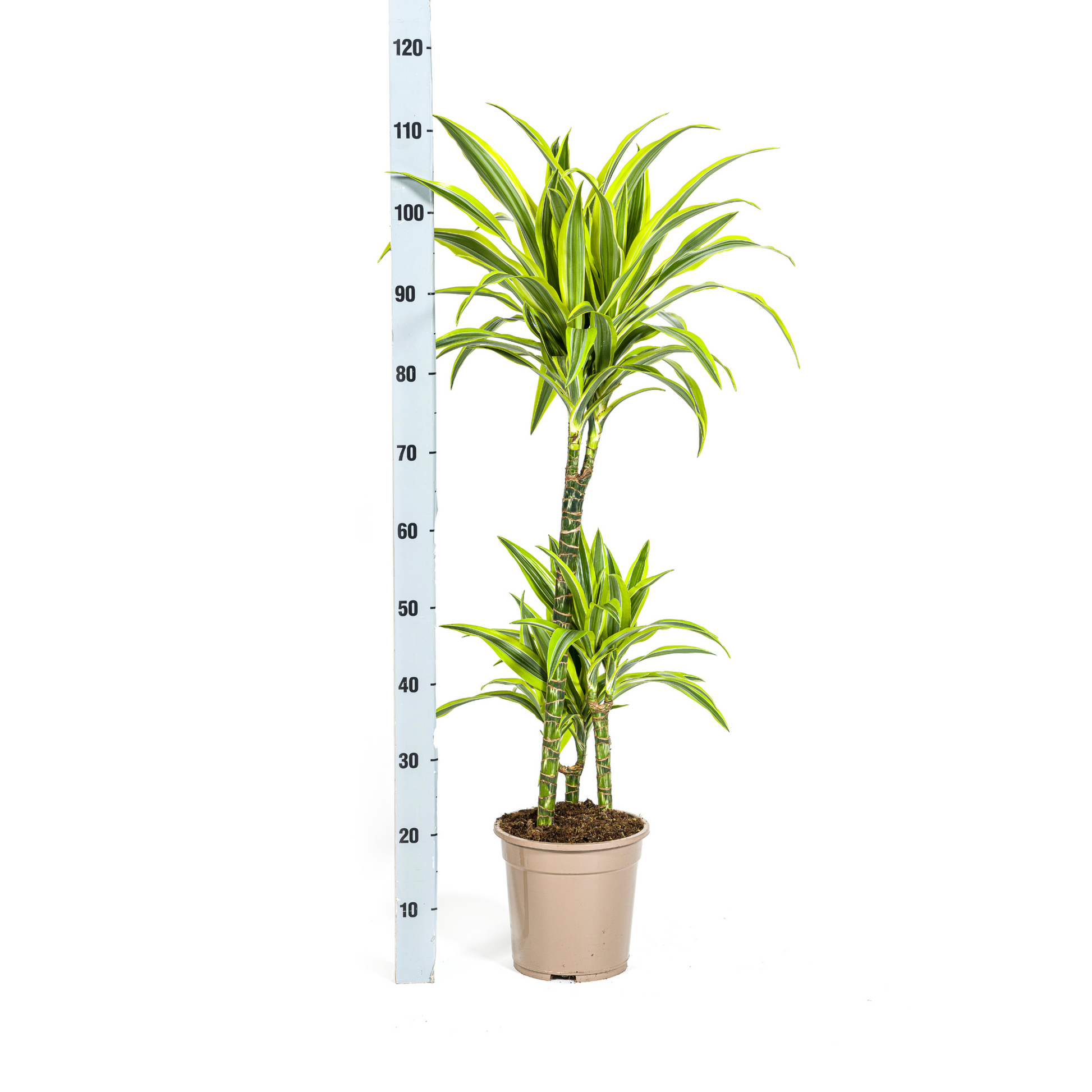 Drachenbaum Dracaena Deremensis Lemon Lime – Zimmerpflanze – Ø21cm – 90-110cm hoch – Schlanke grüne Blätter mit hellgrünem Rand – Pflegeleicht & dekorativ 
