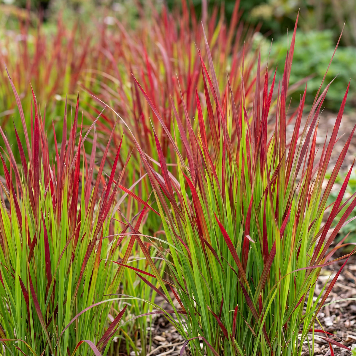 Blutgras 'Red Baron' – Imperata cylindrica 'Red Baron' – 6 Pflanzen – Topf Ø11cm – Staude für Garten & Balkon