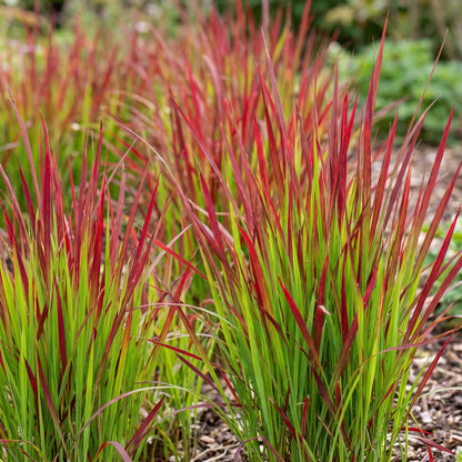 Blutgras 'Red Baron' – Imperata cylindrica 'Red Baron' – 6 Pflanzen – Topf Ø11cm – Staude für Garten & Balkon