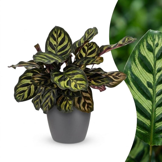 Pfauenpflanze – Calathea makoyana – Topf Ø12cm – Höhe 25cm – mit grauem Dekotopf – Dekorative Zimmerpflanze