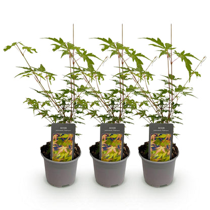 GreenboutiQ - Gartenpflanze - Acer palmatum Sangokaku - Grün - 3 Pflanzen - Blattabwerfend - Wenig Pflege - Topf 12cm Höhe 35cm 