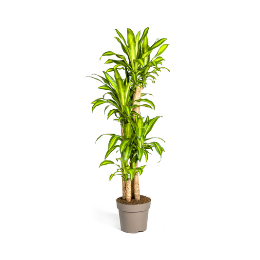 Drachenbaum - Dracaena Fragrans Massangeana - Zimmerpflanze - Ø30cm - ↕170 - 190cm