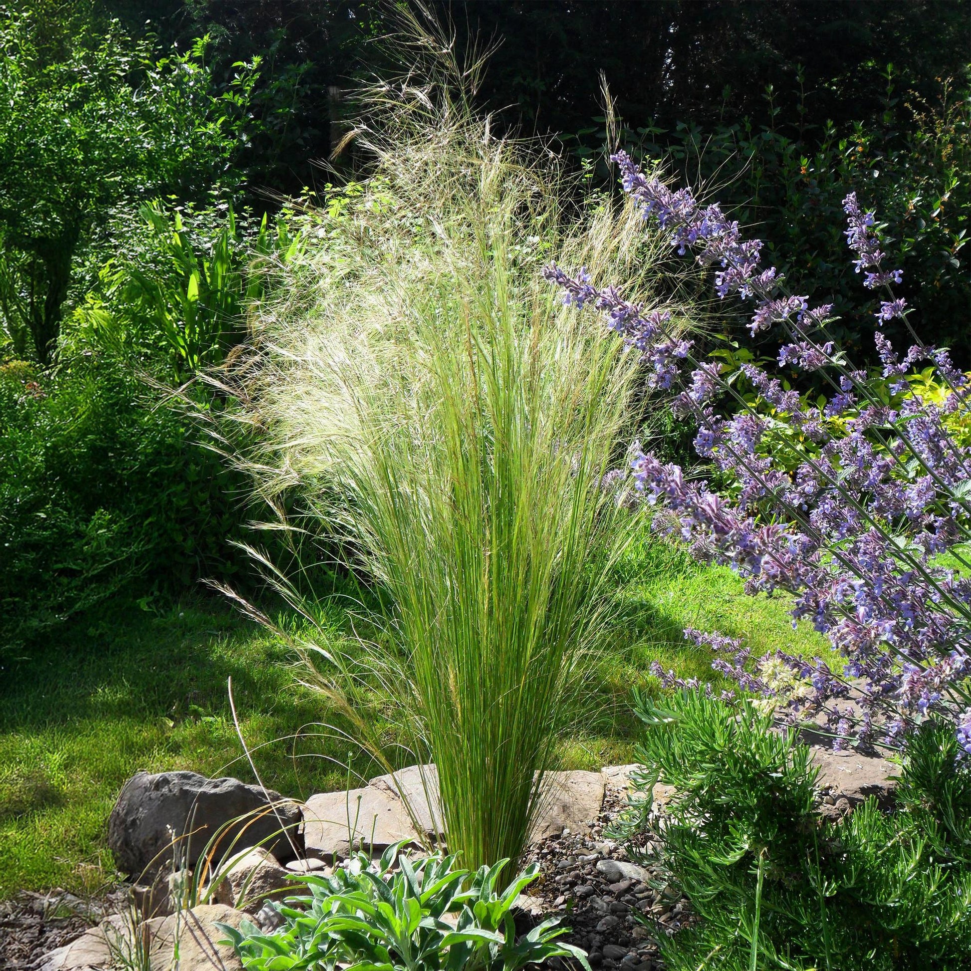 Zartes Federgras Stipa tenuifolia Pony Tails – 2 Pflanzen – Ø17cm – Immergrün, pflegeleicht & trockenheitsresistent – Höhe ca. 50cm – Bienenfreundlich & vielseitig 