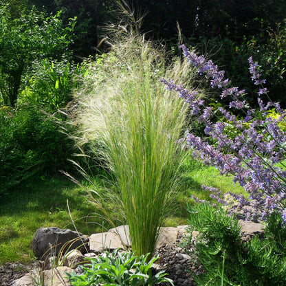 Zartes Federgras Stipa tenuifolia Pony Tails – 2 Pflanzen – Ø17cm – Immergrün, pflegeleicht & trockenheitsresistent – Höhe ca. 50cm – Bienenfreundlich & vielseitig 