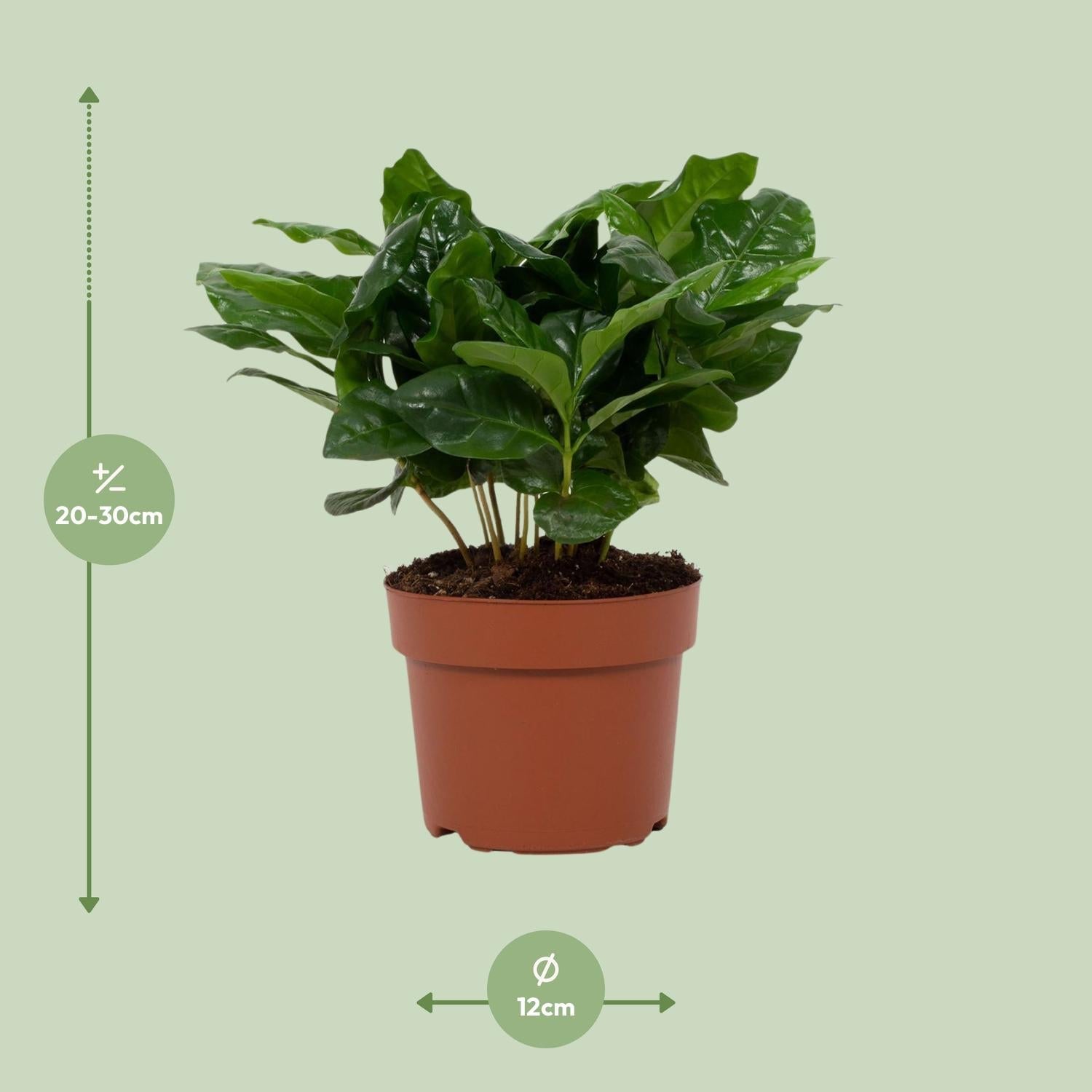 Arabische Kaffeepflanze – Coffea Arabica – Zimmerpflanze – Ø12cm – ↕22cm – Luftreinigend & Pflegeleicht 