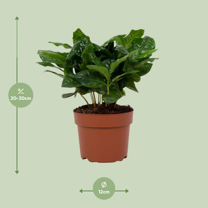 Arabische Kaffeepflanze – Coffea Arabica – Zimmerpflanze – Ø12cm – ↕22cm – Luftreinigend & Pflegeleicht 