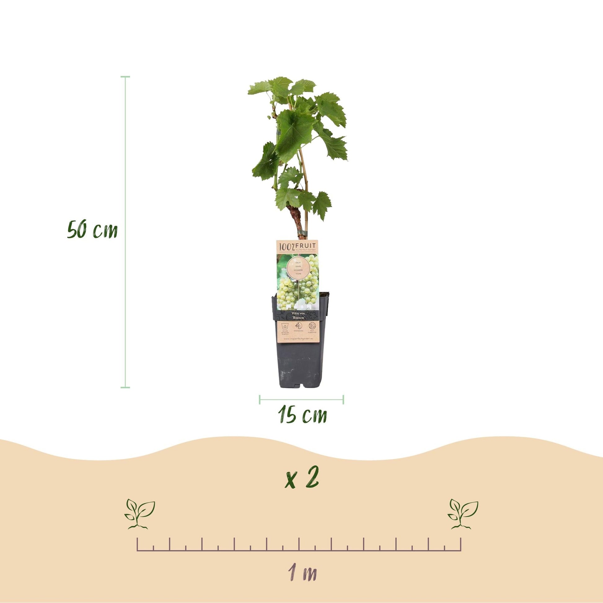Weinrebe Vitis vinifera 'Bianca' – Weiße Traube – 2 Pflanzen – Ø15cm – Höhe ca. 50cm – Süße Tafeltrauben – Pflegeleichte Obstpflanze für Garten & Balkon – Reich an Vitaminen 